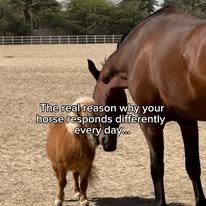 Al Samriya Riding School